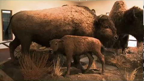 Montana Heritage Tour: Part 1