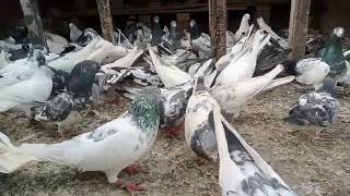 FARAZ  HAMID  S/O  HAMID  SAULAT ( 03352712873 )