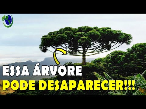 Vídeo: Plantas ameaçadas de extinção. Plantas raras e ameaçadas de extinção