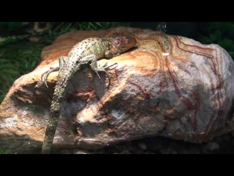 Caiman Lizards For