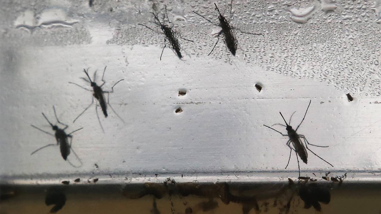 New Zika transmission cases in Florida