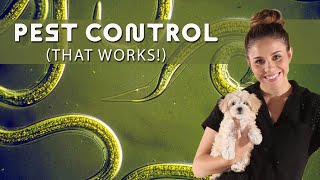 How to rid your yard of pests naturally - and it works! Pets on Q by Pets on Q 18 views 6 months ago 1 minute, 50 seconds