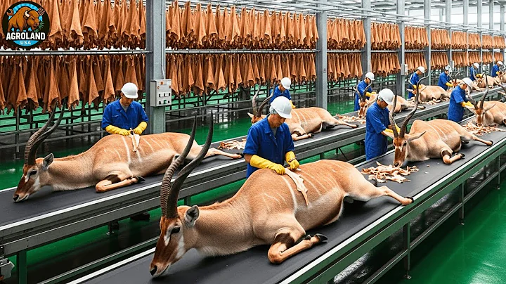 Inside USA Impala Leather Factory: How Raw Hides Become Luxury Fashion (Full Process)