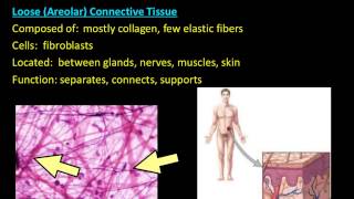 Histology- Connective Tissue