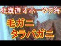 北海道 道東オホーツク海の贈り物 名物 活きタラバガニ と活き毛ガニ