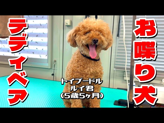 テディベアで超スッキリ！トイプードル・ルイ君5歳5ヶ月 #toypoodle