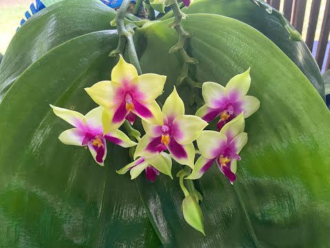 Tamiami Orchid Show - 2021