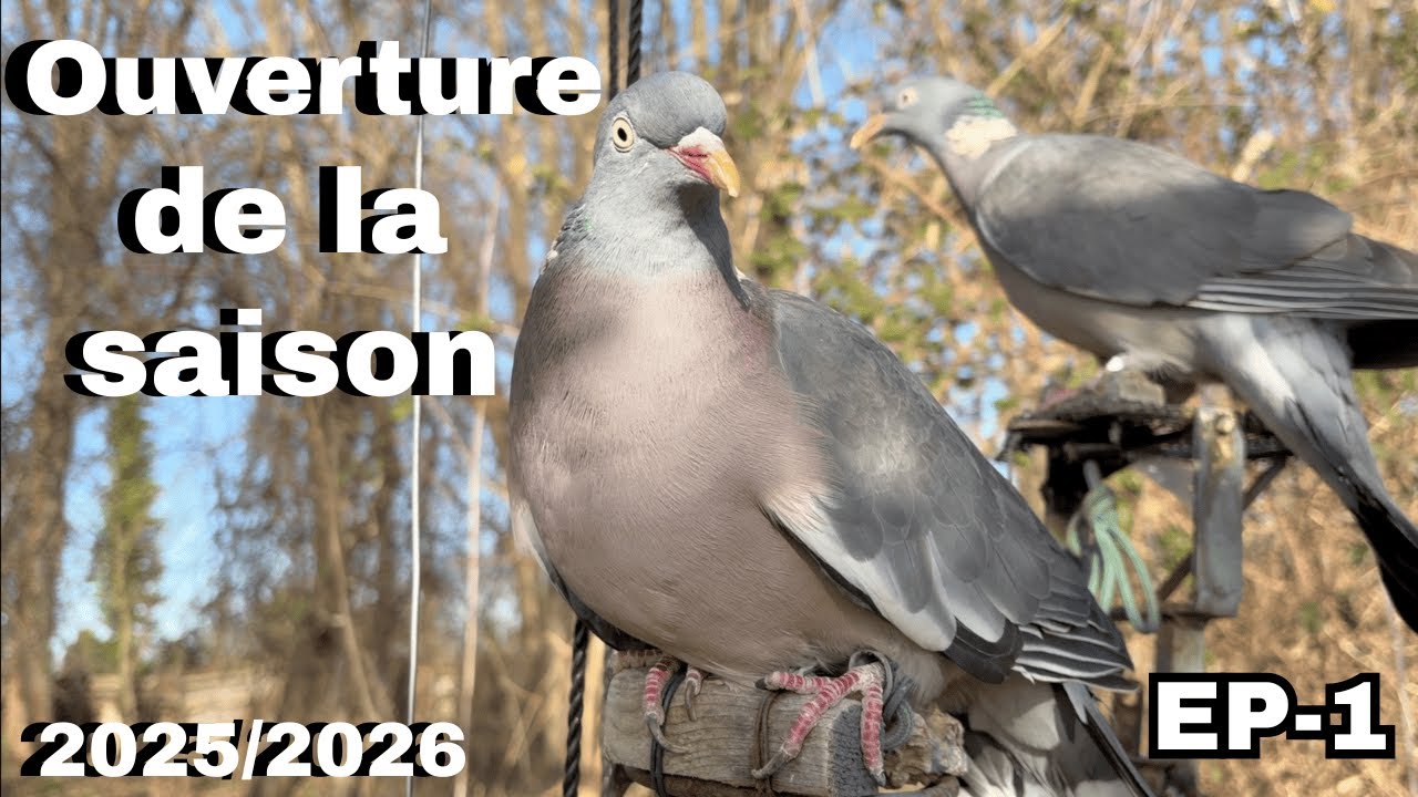 EP-1: Ouverture de la saison de chasse à la palombe 2025/2026
