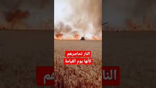 حريق ضخم يحاصر العمال فى حقول القمح #السعودية#السودان #مصر