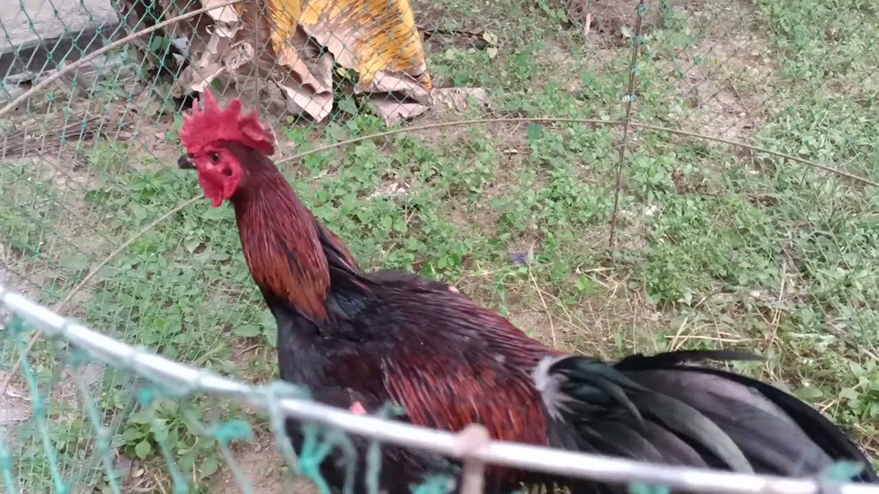 ทวนไก่เชิงพนัส