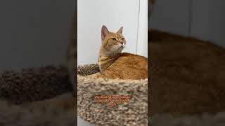 Neat Cat Facts ~ Orange Female Cats