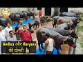 👍 Andhra buyers purchased- 30 Top #Murrah Buffaloes.👍 (Price Range 1.40Lakh -2Lakh Rs).👍Ramu