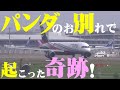 【成田空港】今回も起きた”小さな奇跡”!上野動物園のジャイアントパンダ・リーリー&シンシン離日のひとコマを追った!