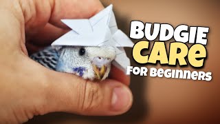 Budgie Care Tips for Beginners