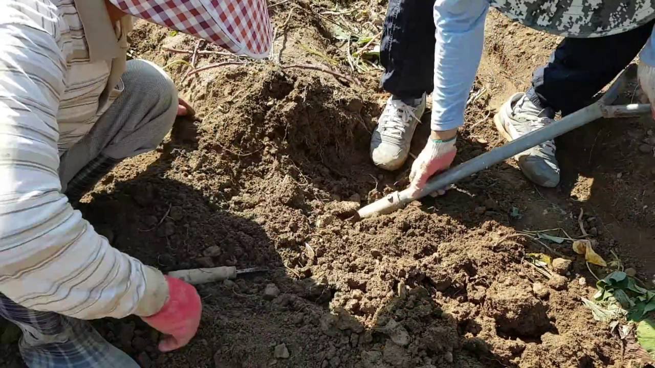 초간단 고구마 캐기 꿀팁 (호미로 캐지 않아요, 시골농장 직접재배한 고구마 캐기)