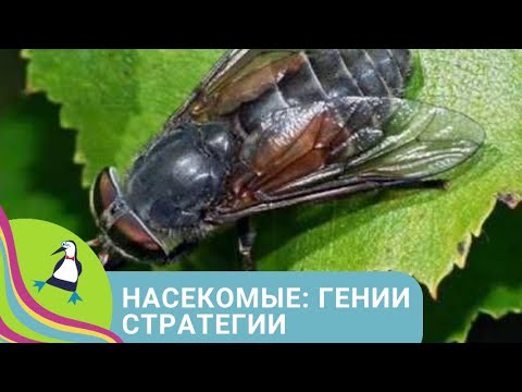 ✨ПРЕДРАССУДКИ ПО ОТНОШЕНИЮ К НАСЕКОМЫМ✨ Насекомые - гении стратегии✨ Фильм в HD. STARMEDIAKIDS