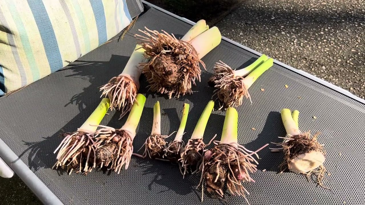 ponytail palm plants Ponytail palm (Beaucarnea recurvata)