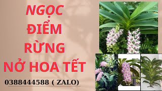 Trâu rừng giá 10k/ 1 cây | giá rẻ | Hà Lan Rừng 0388444588