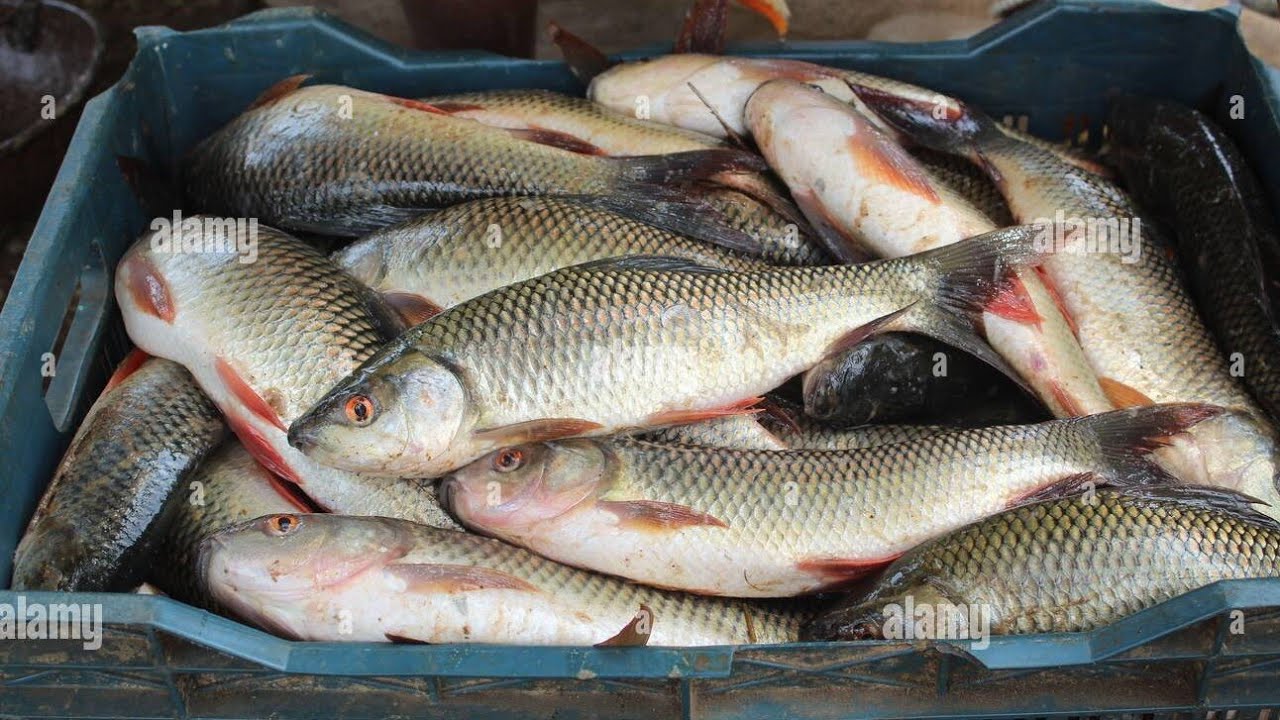 fish cutting ,wedding fish cutting