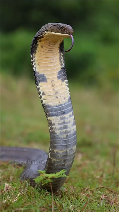 Awesome facts about king cobra! #kingcobras #snake #shorts