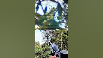 pergam putih yang kekenyangan #berburu #hunting #senapanpcp #burungpergam