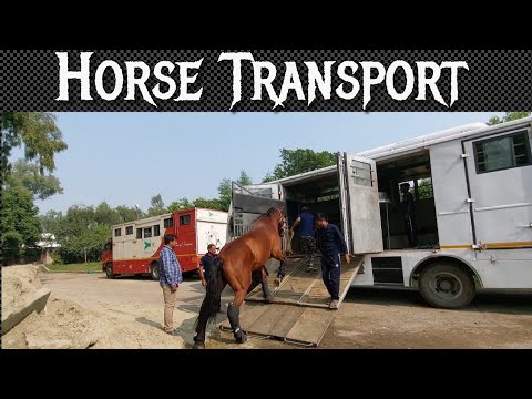 Safe Horse Transport Across India: A Practical Guide