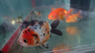 RANCHU GOLDFISH |  paano pumili at malaman ang kasarian