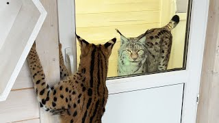 LYNXES'S FAMILY LIFE / Bobcat Rufus is outraged / Feeding porridge to raccoons and foxes