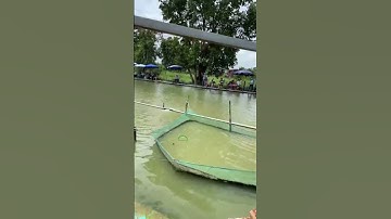 #Shorts Báo cá - Hồ Câu APHƯƠNG 0986782403 Rạch Cầu Suối, Vĩnh Lộc, Bình Chánh, TP HCM clip 273