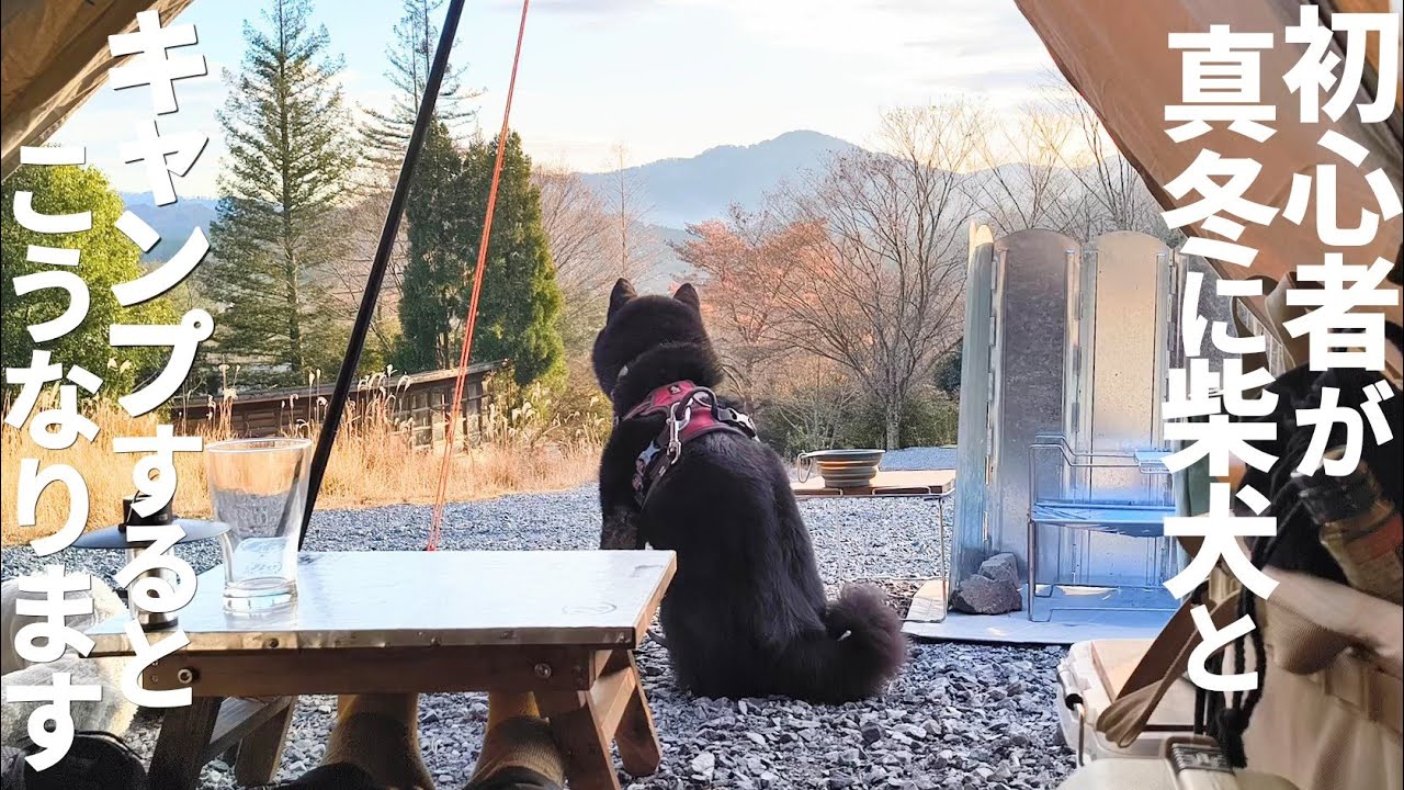 初めて冬キャンプを柴犬とやってみたら色んな事が起こりました。【黒柴犬】【豆柴】【shiba inu】
