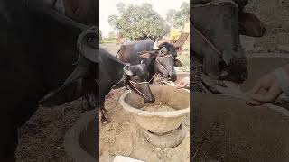 Buffalo #song#music #short video viral hai.👍