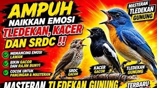 Ampuh Naikkan Emosi Tledekan, Kacer Dan Srdc‼️Masteran Tledekan Gunung Gacor Full Isian Terbaru 2026