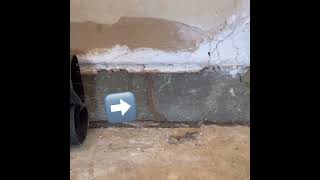 What is a termite tube