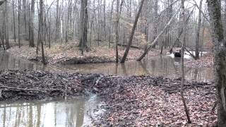 Jumpin Beaver Dams Mud Buddy Style