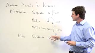 4 Important Amino Acids