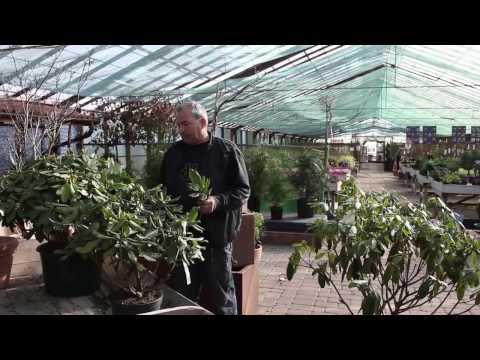 Video: Bulning af azaleabuske – lær hvordan du klipper azalea i haven