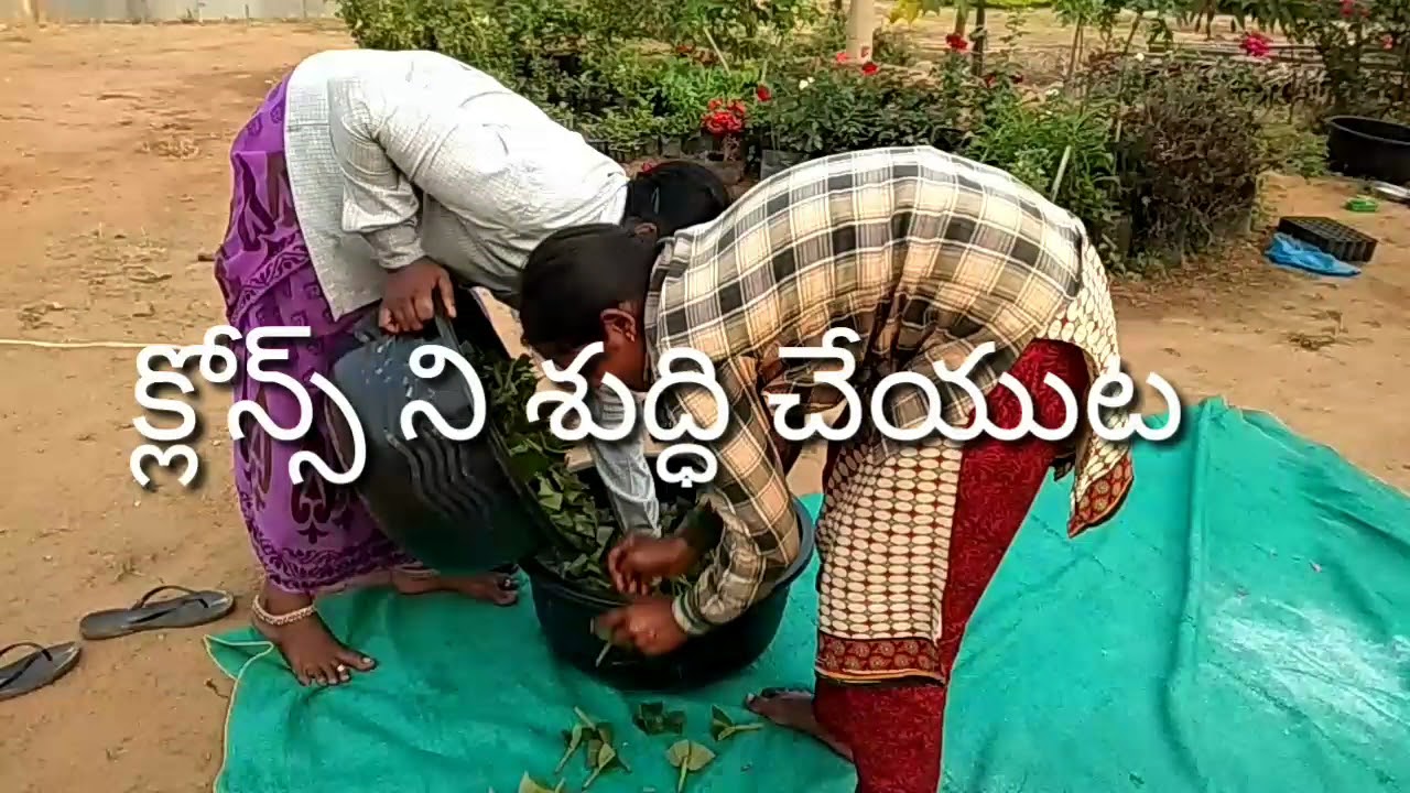 Cloning Gouva plants &Allahabad safeda & Thai pink &Ramulu Nursery