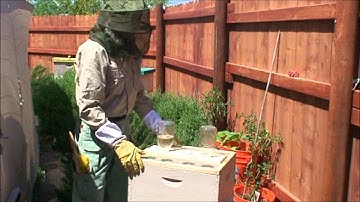 PureSpirit Bee Yard -- First Inspection -- Ladybug & Pair a Dice Beehive