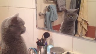 Cat admires himself in the mirror Cat admires himself in the mirror