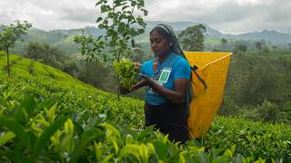 JAF TEA - WHAT MAKES CEYLON TEA SO SPECIAL