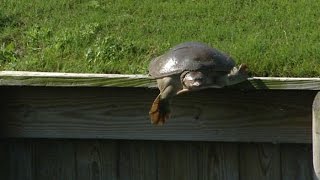 The high-diving turtle returns at THE PLAYERS Championship screenshot 2