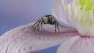 Take a closer look : The undiscovered beauty of  Jumping Spider (Credit:Stewart Wood)