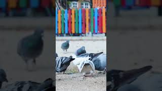 कबूतर कैसे पहचानता है अपना घर? सच्चाई जानिए! 😱 ||fun fact and feast || #youtube #facts