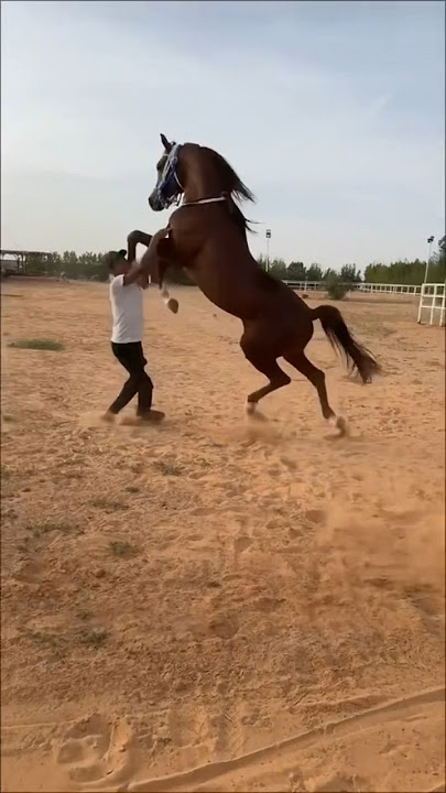 تزاوج الخيل 😍 #الحصان_العربي #horse #arabianhorseworld #الخيول_العربية #خيل #arabichorse #الخيل