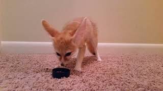 Fennec Fox Eating Crickets