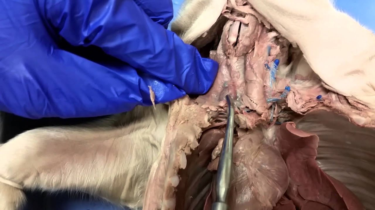 Neck and Respiratory System of Fetal Pig - YouTube