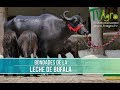 Bondades de la Leche de Bufala- TvAgro por Juan Gonzalo Angel