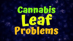Cannabis Leaf Problems