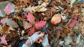 LIVE DIG ACTION!! Simplex SP24 coil in tough terrain. I found some beautiful mushrooms.