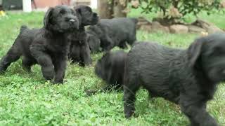 Mervin Miller's Giant Schnauzer Puppies